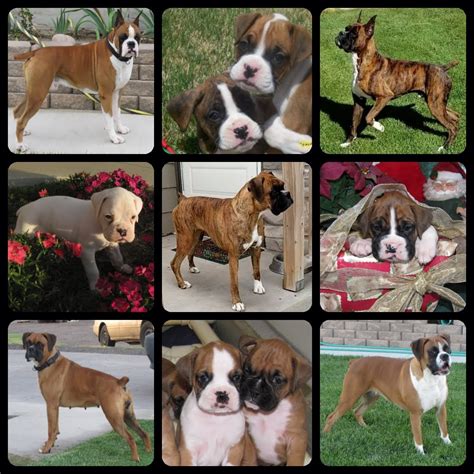 boxer puppies grand junction co|boxer elder creek.